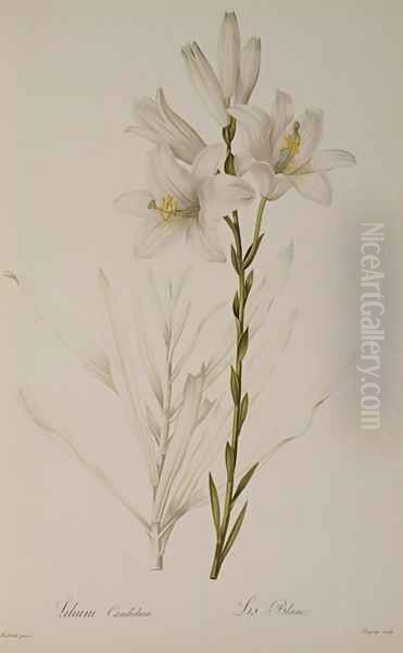 Lilium Candidum, from Les Liliacees, 1807 Oil Painting by Pierre-Joseph Redoute