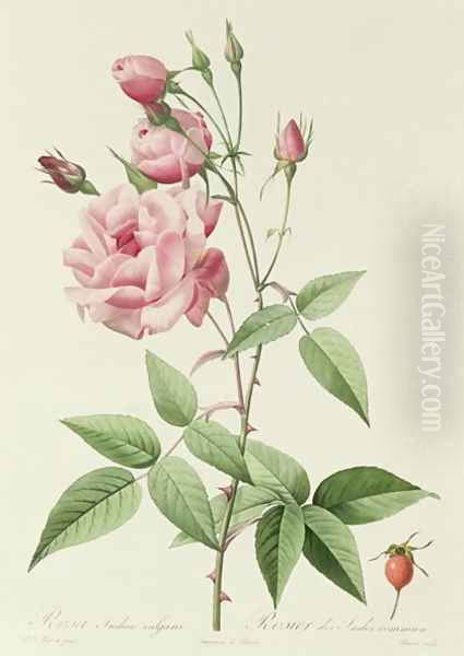 Rosa Indica Vulgaris Oil Painting by Pierre-Joseph Redoute