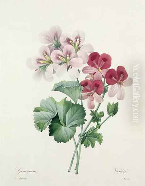 Geranium Variety Cranes-bill from Choix des Plus Belles Fleurs, 1827 Oil Painting by Pierre-Joseph Redoute