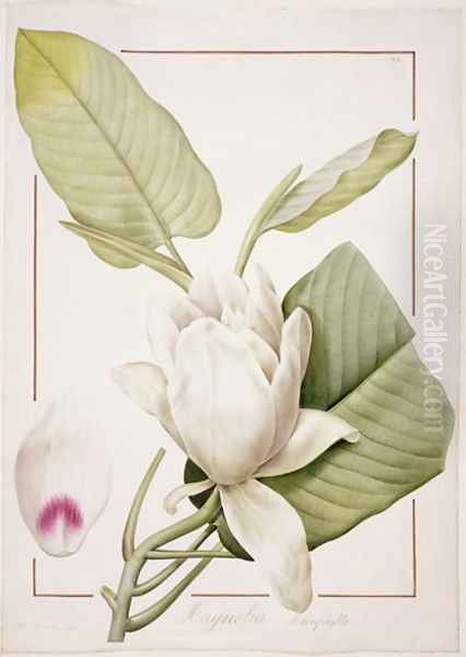 Magnolia macrophylla, 1811 Oil Painting by Pierre-Joseph Redoute