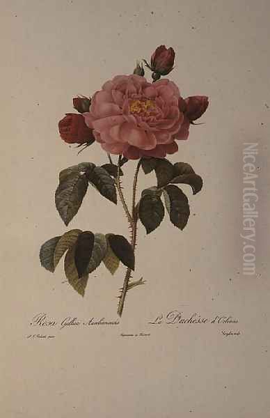 Rosa Gallica Aurelianensis or the Duchess of Orleans from, Les Roses, 1821 Oil Painting by Pierre-Joseph Redoute