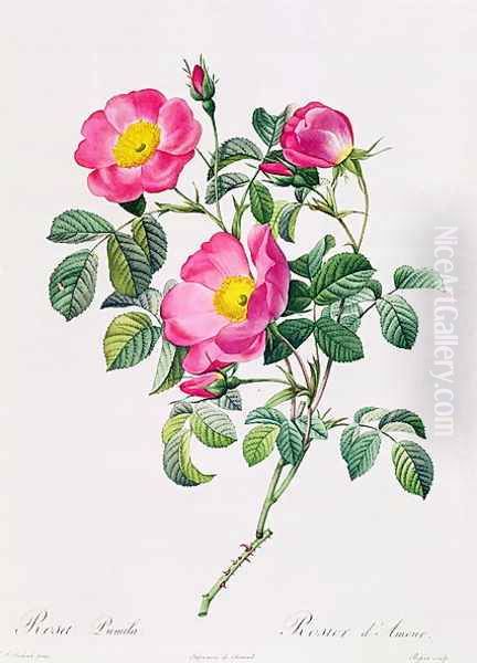 Rosa Lumila Oil Painting by Pierre-Joseph Redoute