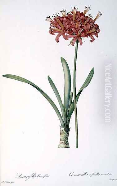 Amaryllis Curvifolia from Les Liliacees, 1809 Oil Painting by Pierre-Joseph Redoute