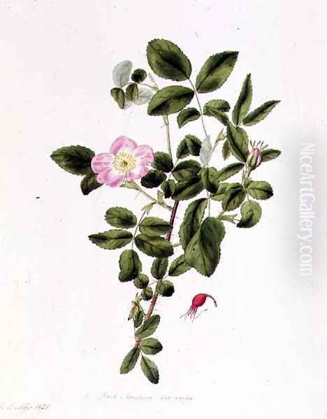 Rosa Acicularis Viridis Oil Painting by Pierre-Joseph Redoute