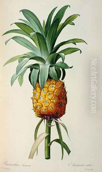 Bromelia Ananas, from Les Bromeliacees Oil Painting by Pierre-Joseph Redoute