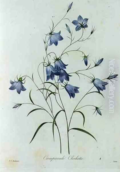 Campanula, engraved by Victor, from Choix des Plus Belles Fleurs, 1827-33 Oil Painting by Pierre-Joseph Redoute