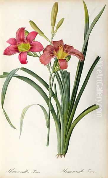 Hemerocallis fulva, from Les Liliacees Oil Painting by Pierre-Joseph Redoute