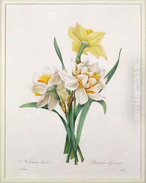 Narcissus gouani double daffodil, engraved by Bessin, from Choix des Plus Belles Fleurs, 1827 Oil Painting by Pierre-Joseph Redoute