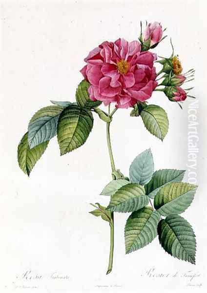 Rosa Turbinata Oil Painting by Pierre-Joseph Redoute