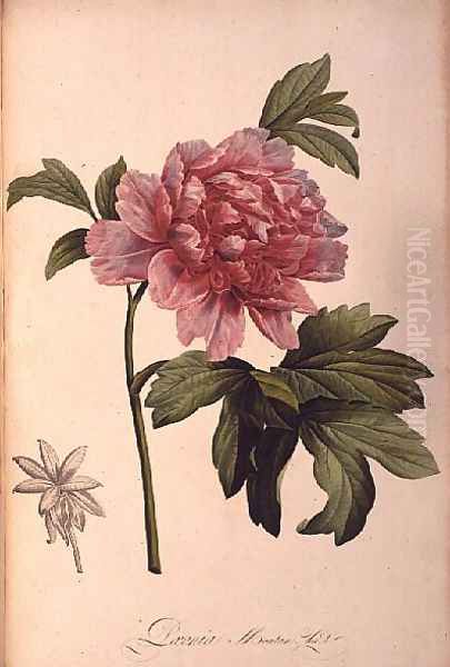 Paeonia Moutan Oil Painting by Pierre-Joseph Redoute