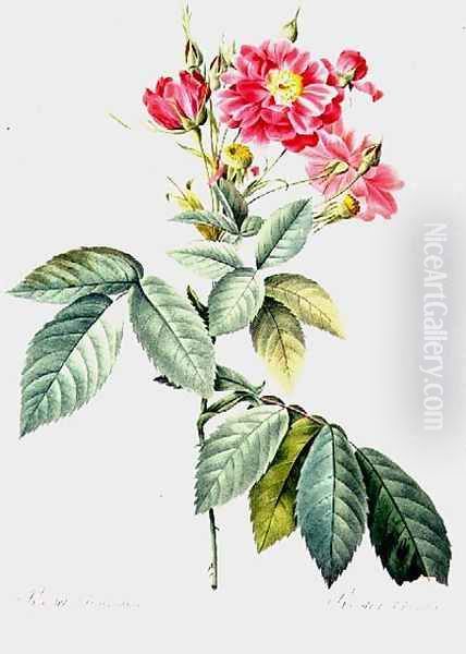 Rosa LHeritieranea Oil Painting by Pierre-Joseph Redoute