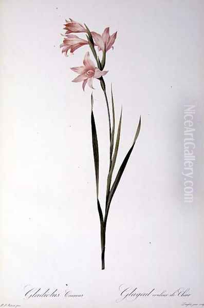 Gladiolus Carneus, from Les liliacees, 1804 Oil Painting by Pierre-Joseph Redoute