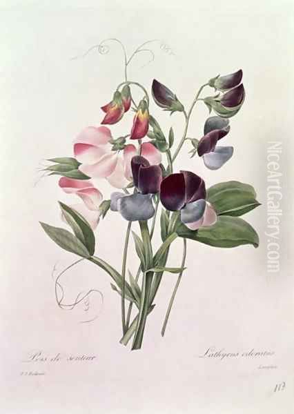 Sweet Peas Lathyrus odoratur from Choix des Plus Belles Fleurs, 1827-33 Oil Painting by Pierre-Joseph Redoute