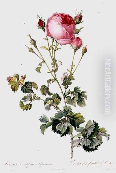 Rosa Centifolia Bipinnata Oil Painting by Pierre-Joseph Redoute