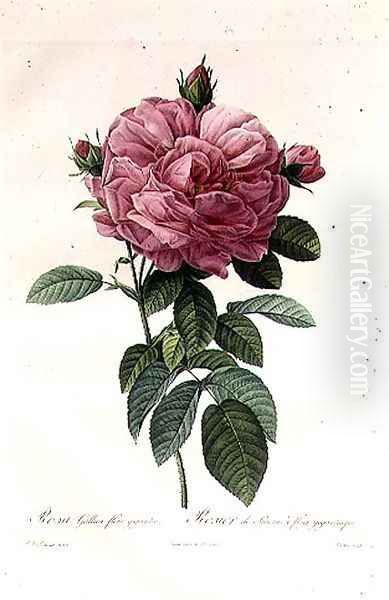 Rosa Gallica Flore Giganteo Oil Painting by Pierre-Joseph Redoute