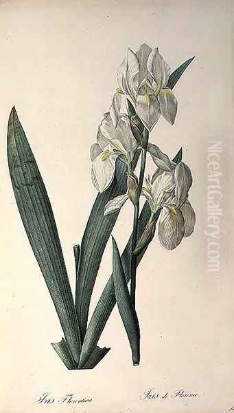 Iris Florentina, from Les Liliacees Oil Painting by Pierre-Joseph Redoute