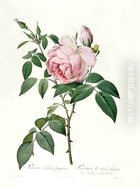 Rosa chinensis and Rosa gigantea, from Les Roses, 1817 Oil Painting by Pierre-Joseph Redoute