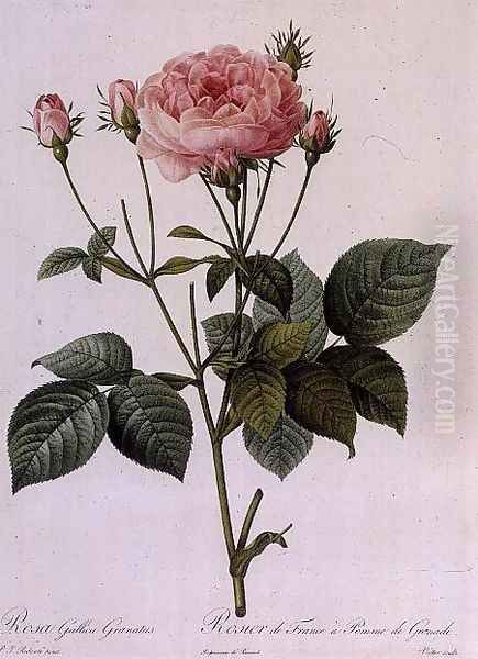 Rosa Gallica Granatus, from Les Roses, vol II, 1821 Oil Painting by Pierre-Joseph Redoute