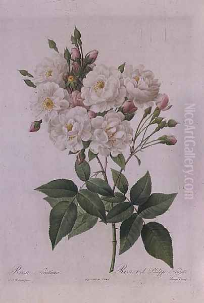 Rosa Noisettiana Oil Painting by Pierre-Joseph Redoute