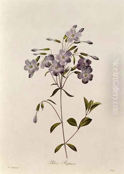 Phlox reptans Oil Painting by Pierre-Joseph Redoute