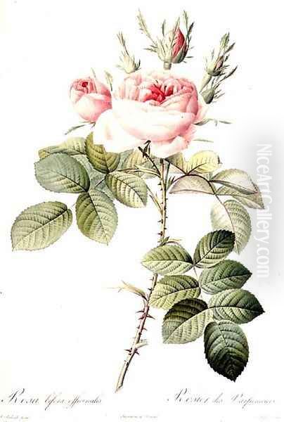 Rosa Bifera Officinalis, engraved by Langlois, published by Remond Oil Painting by Pierre-Joseph Redoute