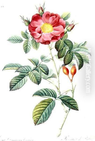 Rosa Damascena, from Les Roses Oil Painting by Pierre-Joseph Redoute