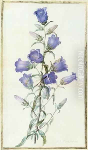 Campanula: Medium Canterbury Bell 1787 Oil Painting by Pierre-Joseph Redoute