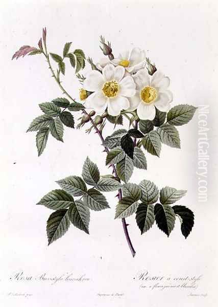 Rosa Brevistyla Leucochroa Oil Painting by Pierre-Joseph Redoute