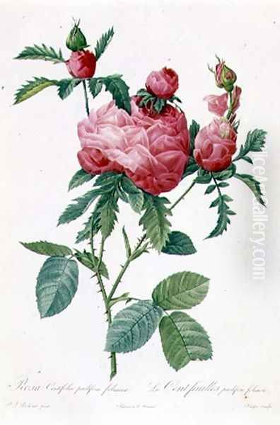 Rosa Centifolia Prolifera Foliacea Oil Painting by Pierre-Joseph Redoute