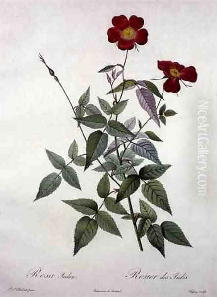 Rosa indica, engraved by Chapuy, from Les Roses, 1817-24 Oil Painting by Pierre-Joseph Redoute