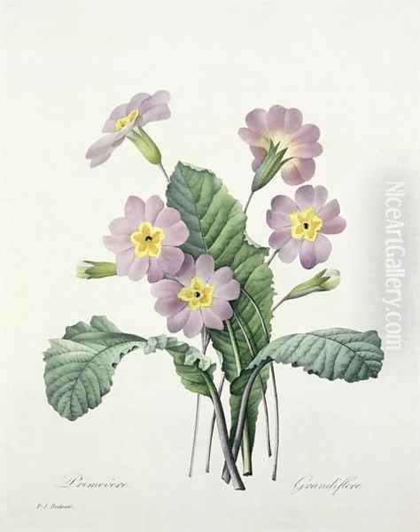 Primula Primrose, engraved by Bessin, from Choix des Plus Belles Fleurs, 1827 Oil Painting by Pierre-Joseph Redoute