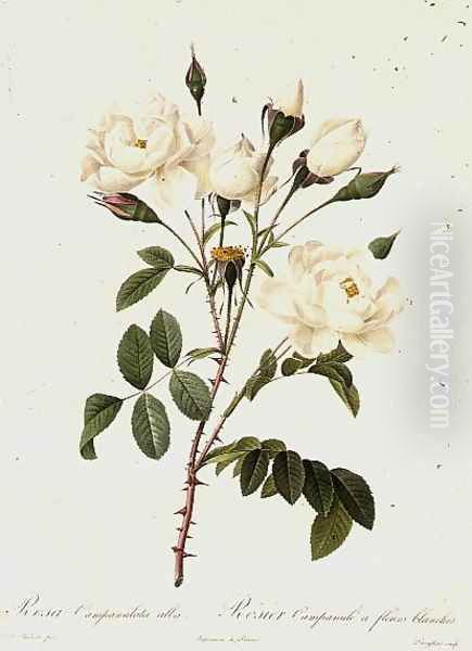 Rosa Campanulata Alba Oil Painting by Pierre-Joseph Redoute