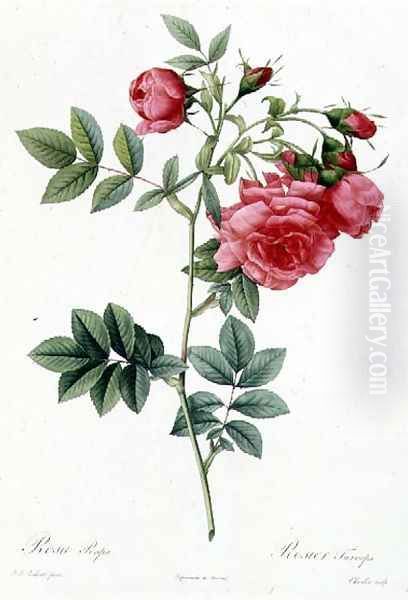 Rosa Pimpinellifolia Flore Variegato Oil Painting by Pierre-Joseph Redoute