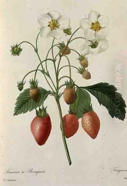 Fragaria Strawberry, engraved by Chapuis, from Choix des Plus Belles Fleurs, 1827-33 Oil Painting by Pierre-Joseph Redoute