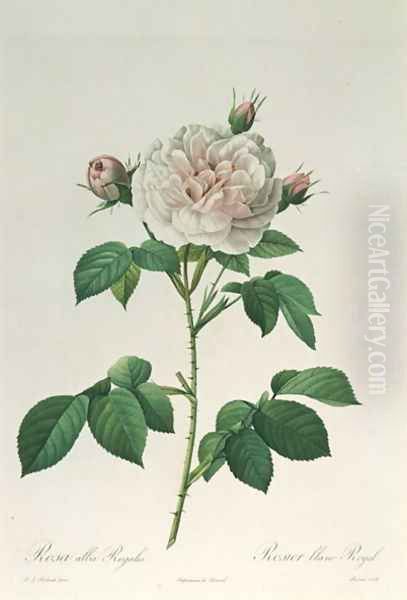 Rosa Alba Regalis, engraved by Bessin Oil Painting by Pierre-Joseph Redoute