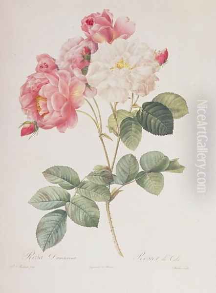 Rosa Damascena, from Les Roses, 1817 Oil Painting by Pierre-Joseph Redoute