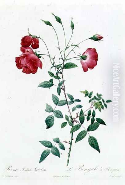 Rosa Indica Sertulata Oil Painting by Pierre-Joseph Redoute