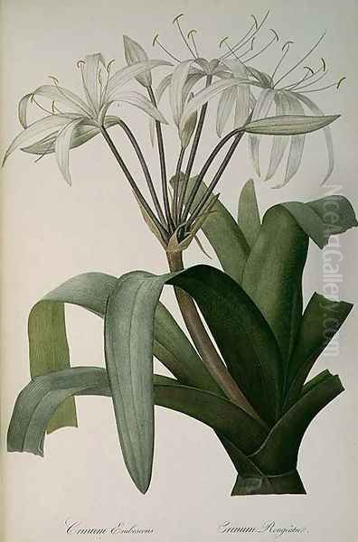 Crinum Erubescens or Crinum Rougeatre, from Les Liliacees, 1803 Oil Painting by Pierre-Joseph Redoute