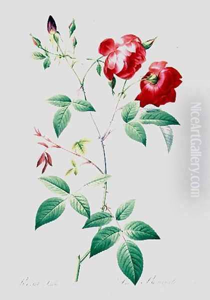 Rosa Indica 3 Oil Painting by Pierre-Joseph Redoute