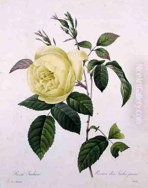 Rosa indica, engraved by Bessin, from Choix des Plus Belles Fleurs, 1827 Oil Painting by Pierre-Joseph Redoute