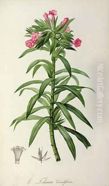 Echium Grandiflorum, from Le Jardin de Malmaison Oil Painting by Pierre-Joseph Redoute