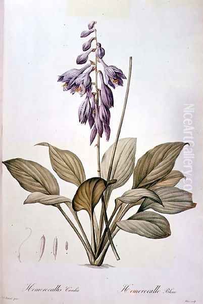 Plantain Lily Oil Painting by Pierre-Joseph Redoute