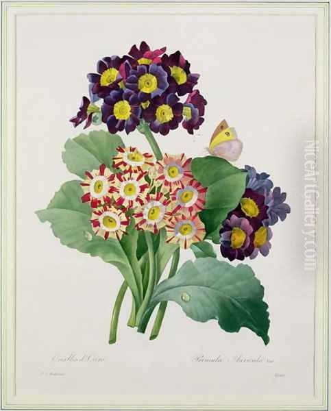 Primula auricula, engraved by Victor, from Choix des Plus Belles Fleurs, 1827 Oil Painting by Pierre-Joseph Redoute