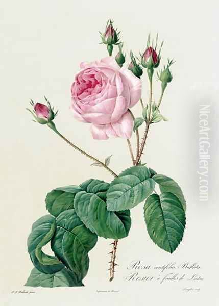 Rosa Centifolia Bullata Oil Painting by Pierre-Joseph Redoute