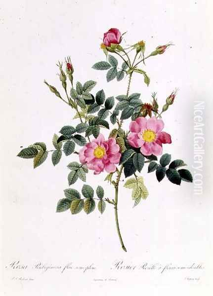 Rosa Rubiginosa Flore Semi-Pleno Oil Painting by Pierre-Joseph Redoute