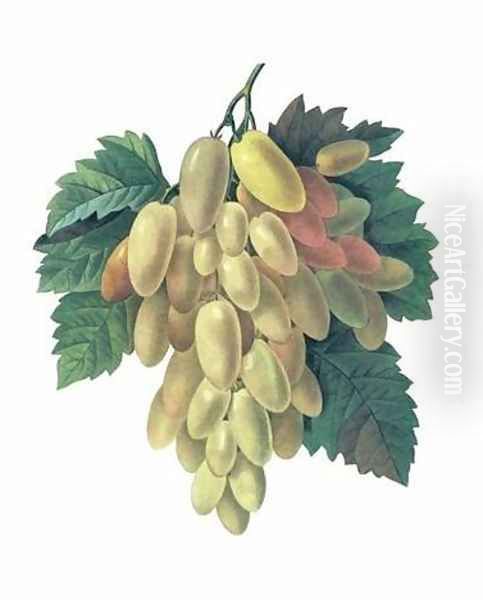 Grapes Oil Painting by Pierre-Joseph Redoute