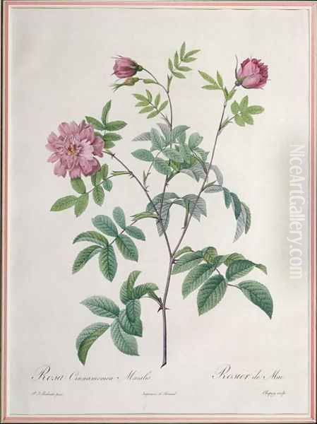 Rosa Cinnamomea Maialis, engraved by Chapuy, published by Remond Oil Painting by Pierre-Joseph Redoute