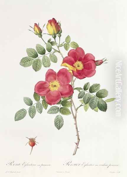 Rosa Eglantera Punicea Oil Painting by Pierre-Joseph Redoute