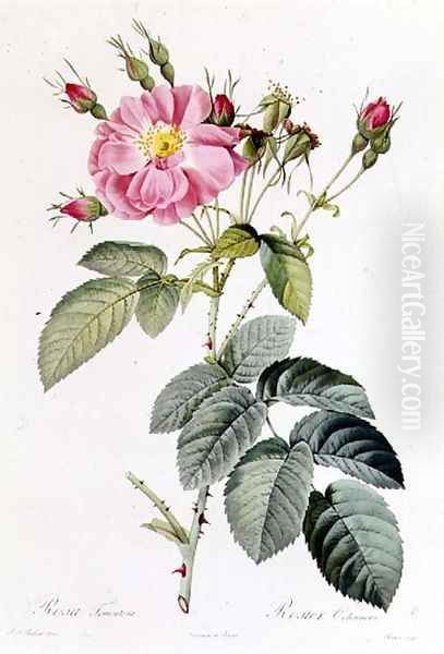 Rosa Tomentosa Oil Painting by Pierre-Joseph Redoute