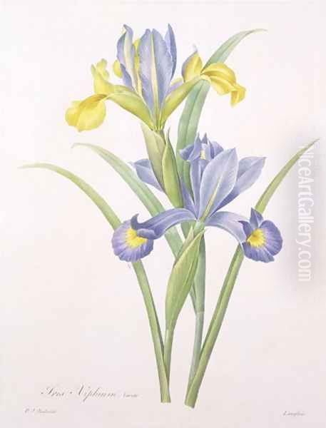 Iris xiphium, variety, engraved by Langlois, from Choix des Plus Belles Fleurs, 1827 Oil Painting by Pierre-Joseph Redoute